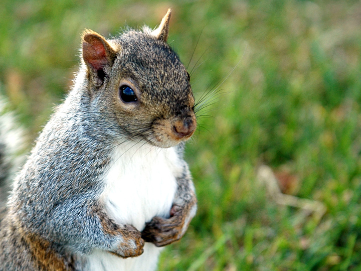 Squirrel in Lincoln Park