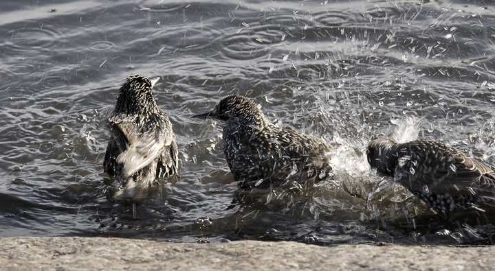 Having a Splash
