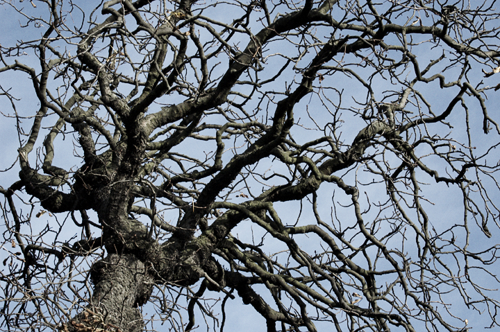 Withered