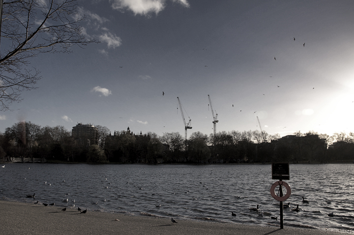 Birds and Cranes